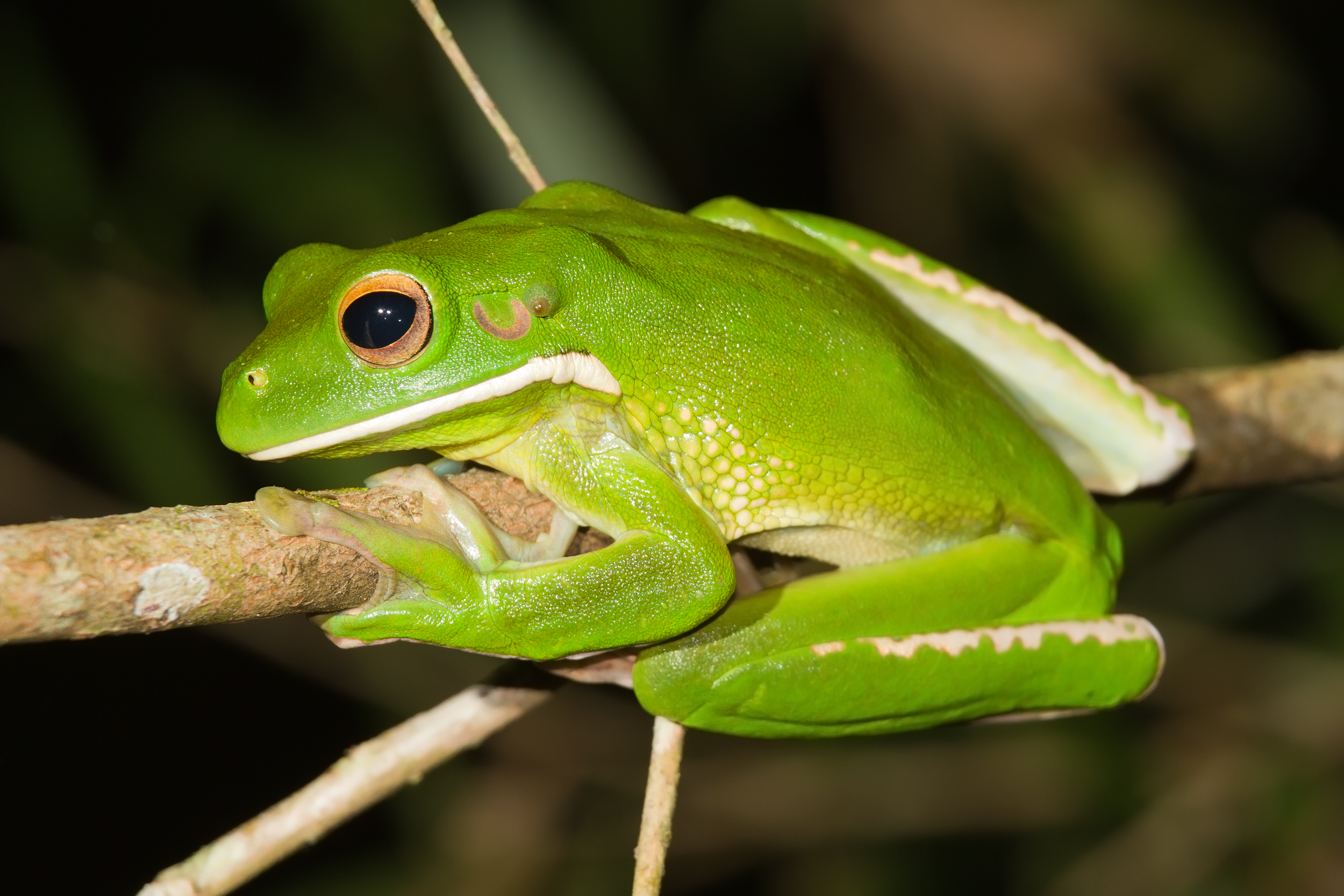 Fehérajkú ausztrál levelibéka - Litoria infrafrenata