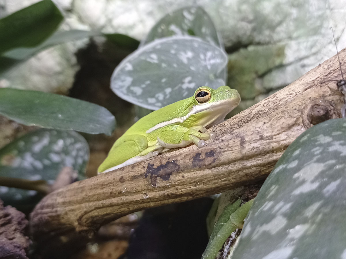 Észak-amerikai levelibéka - Hyla cinerea