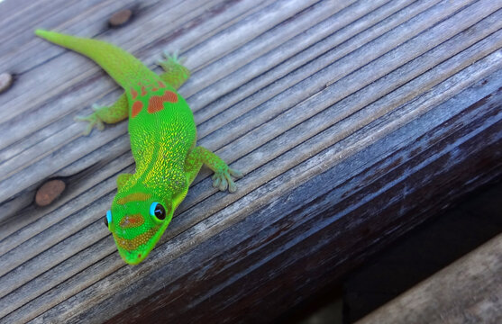 Aranyporos nappaligekkó - Phelsuma laticauda