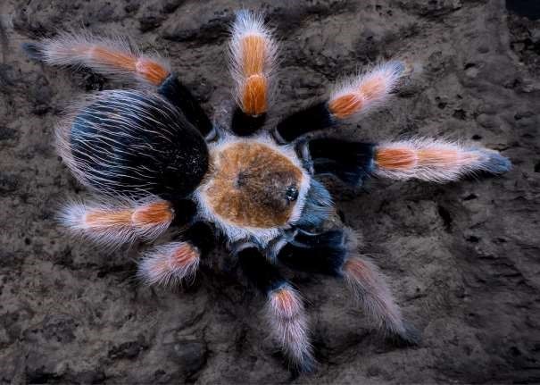 Brachypelma boehmi