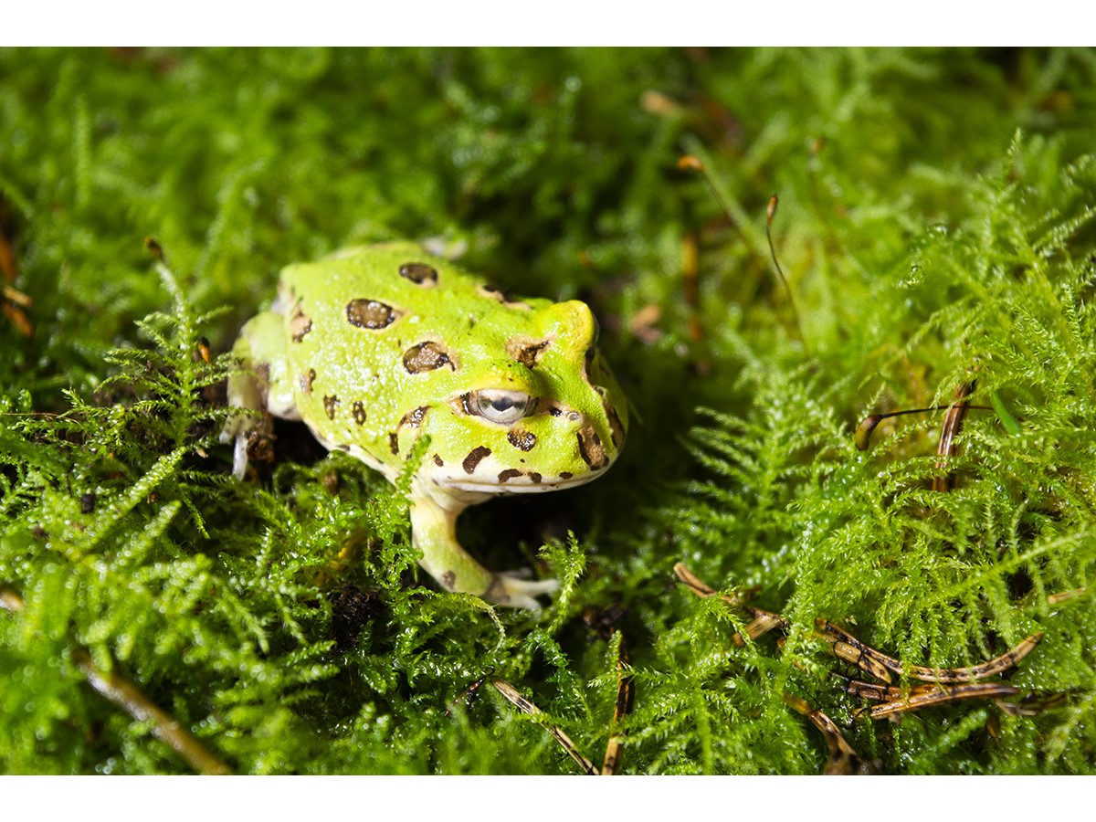 Díszes szarvabéka - Ceratophrys cranwelli