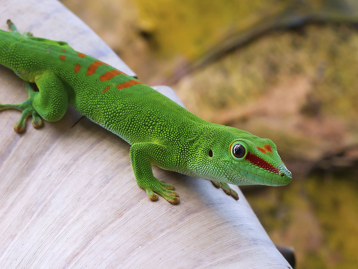 Koch nappali gekkó - Phelsuma kochi