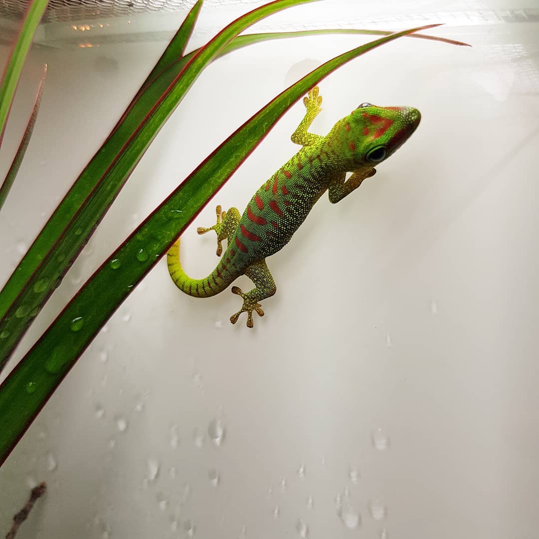 Madagaszkári óriás nappali gekkó - Phelsuma grandis