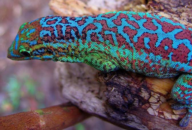 Phelsuma borbonica