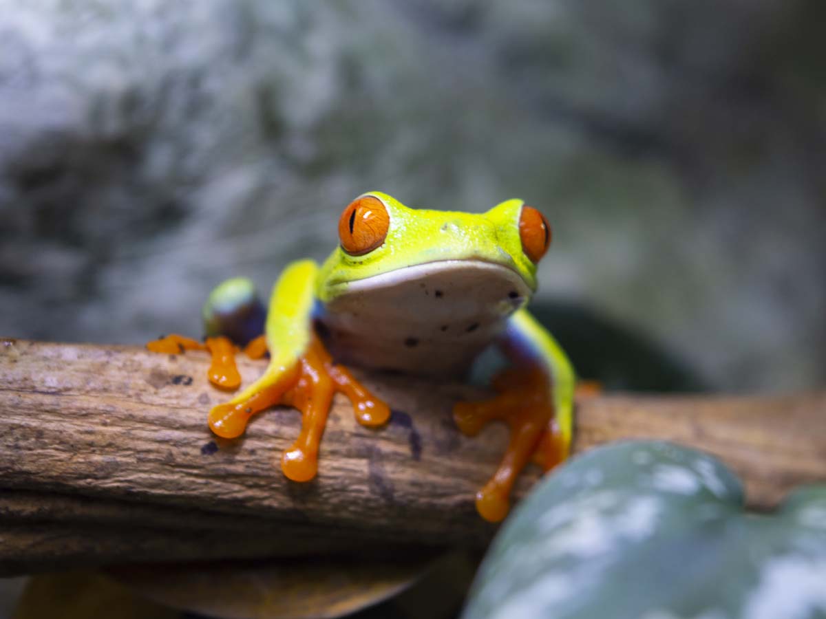 Pirosszemű levelibéka - Agalychnis callydrias