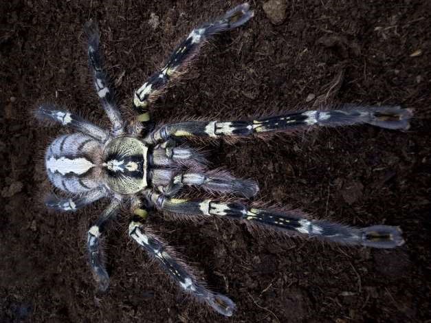 Poecilotheria-ornata-madarpok