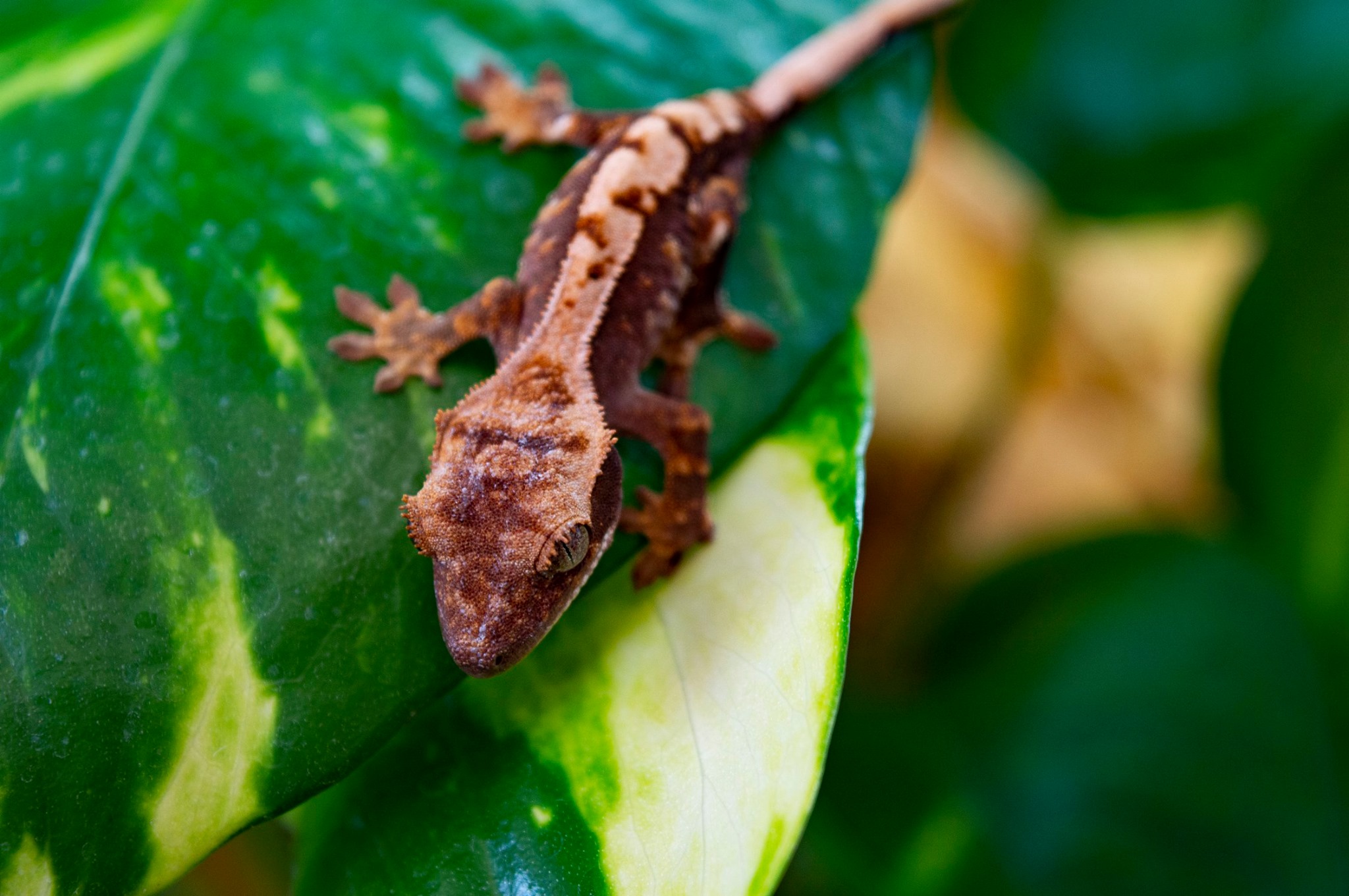 Vitorlásgekkó bébi - Correlophus ciliatus